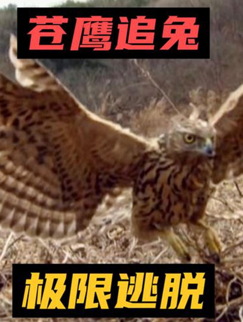 四方之争，赛场上阴差阳错结局难料